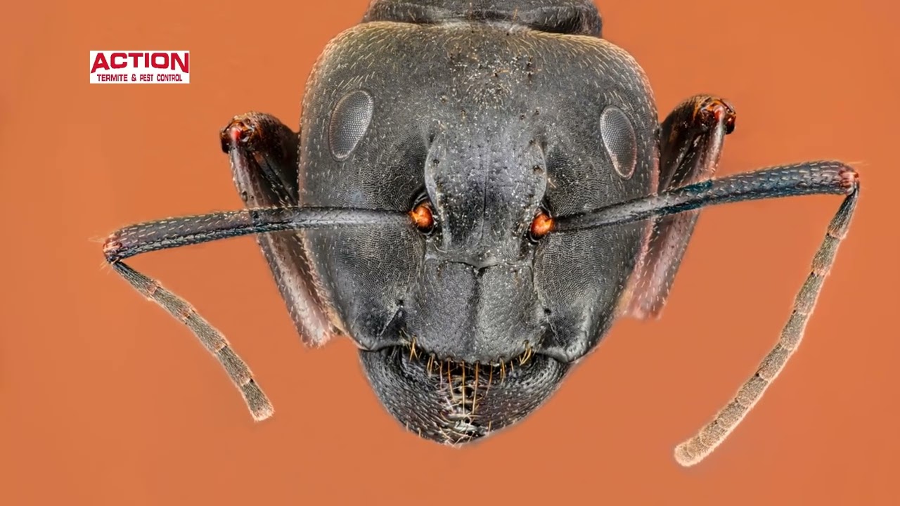 NJ Homeowners - Carpenter Ants Are Back