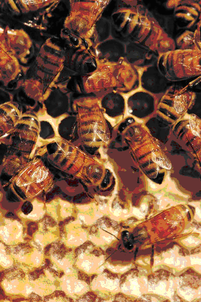 bees (1)