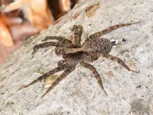 wolf spider