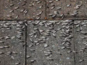 Swarming Termites