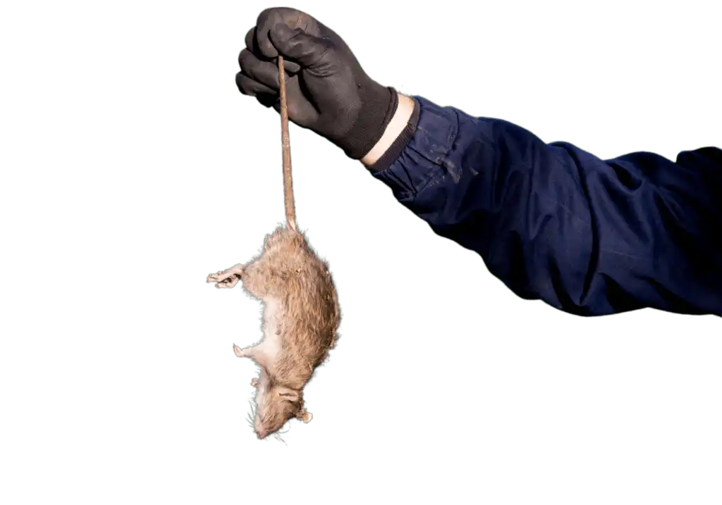 Rodent Proof and Control