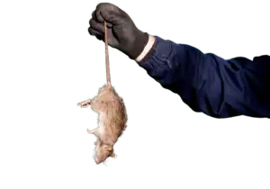 Rodent Control