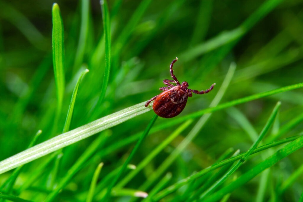 Tick in the tall grass