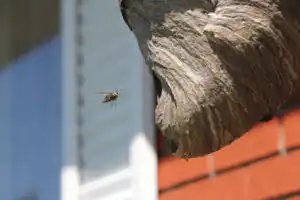 Hornet Control by Action Termite and Pest Control