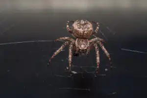 Close up of a brown spider. Eyes sharpened. Visible body hair