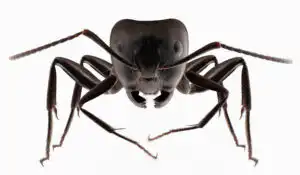 Pest Control and Exterminator in Marlboro NJ