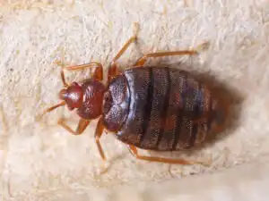 Bed Bug Control - Sleep Tight!