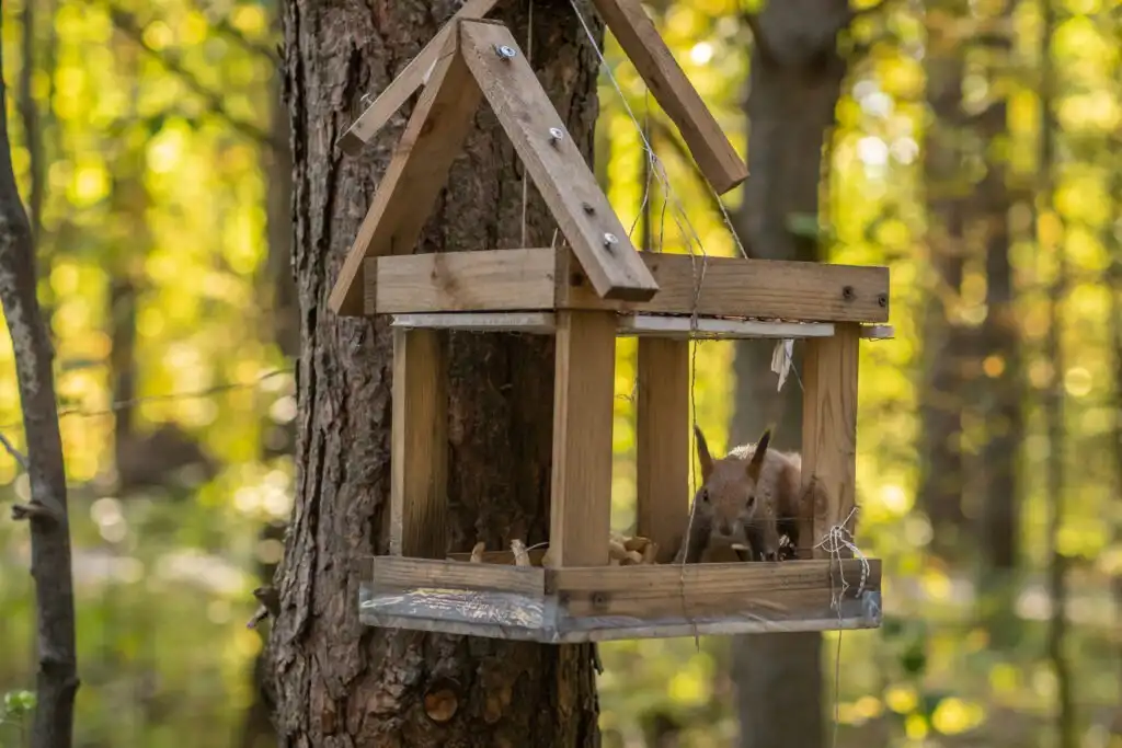 squirrel in a open wooden box in a tree