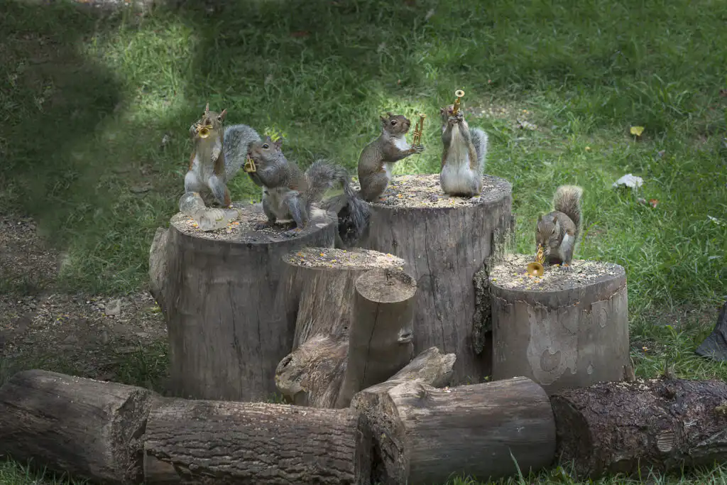 squirrels on tree stumps
