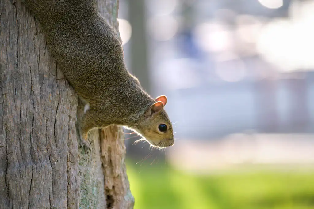 squirrel on a tree