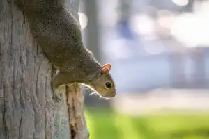 squirrel on a tree