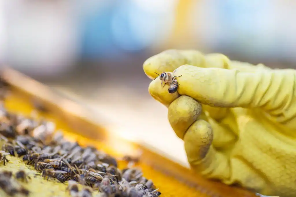 Pest control worker picking up a bee with a glove on