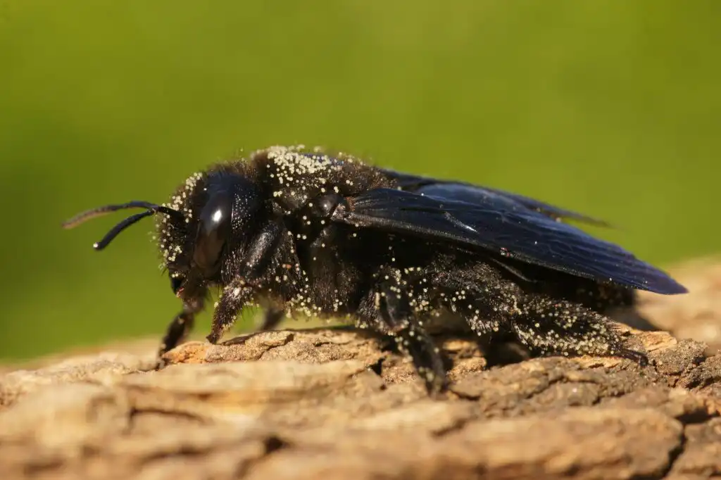 Carpenter bee on a piece of wood
