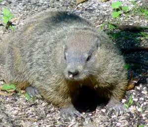 ground hog