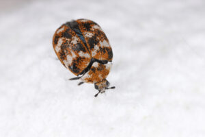 Carpet Beetle Control by Action Termite and Pest Control