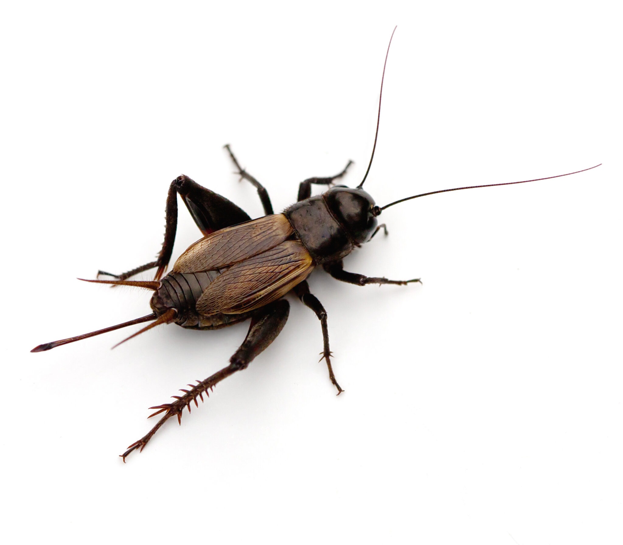 Why Crickets Are So Active in the Fall in New Jersey Pest Control