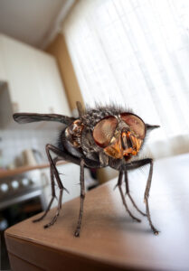 Pest Control Freehold Township NJ - Fly on Table