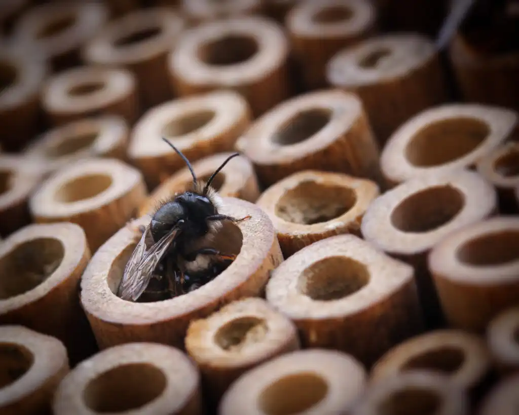 carpenter bee inside a hallow wooden stick