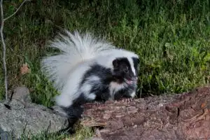 Skunk Control by Action Termite and Pest Control