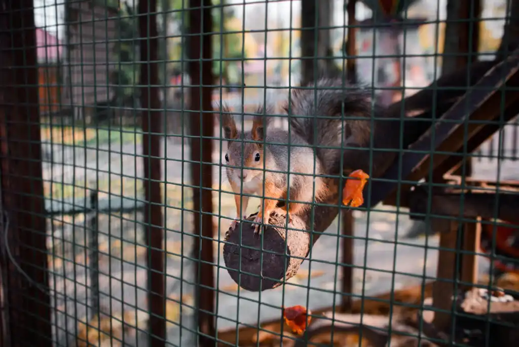 squirrel in a cage
