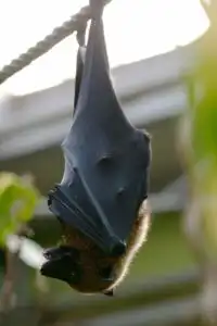 humane bat control 