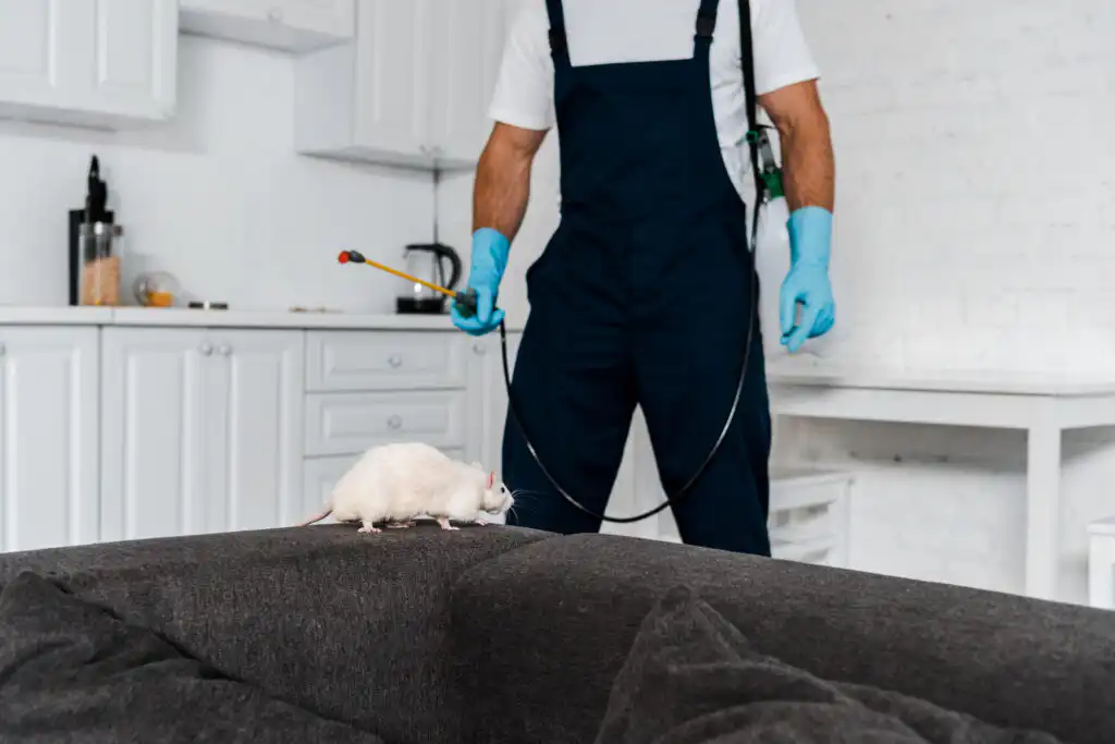 exterminator spraying a white mouse on a couch