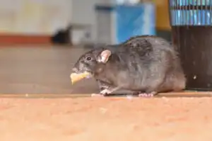 Black pet rat breed Dumbo funny found a piece of food