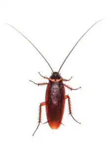 cockroach
