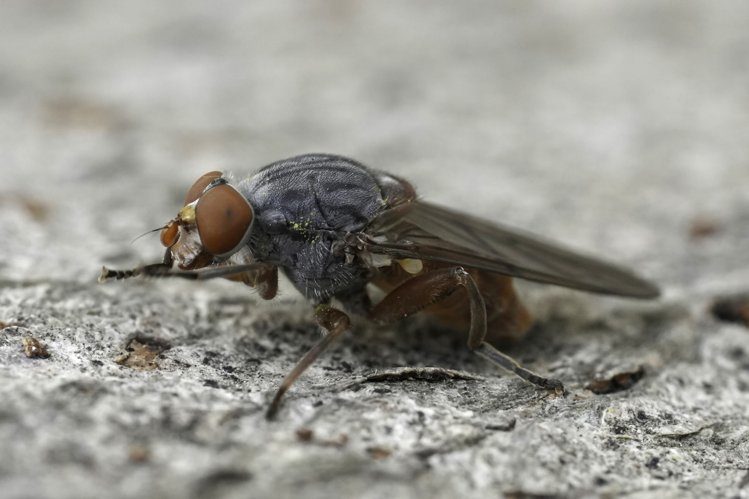 Best Tips for How to Get Rid Flies Outside - Action Termite & Pest Control