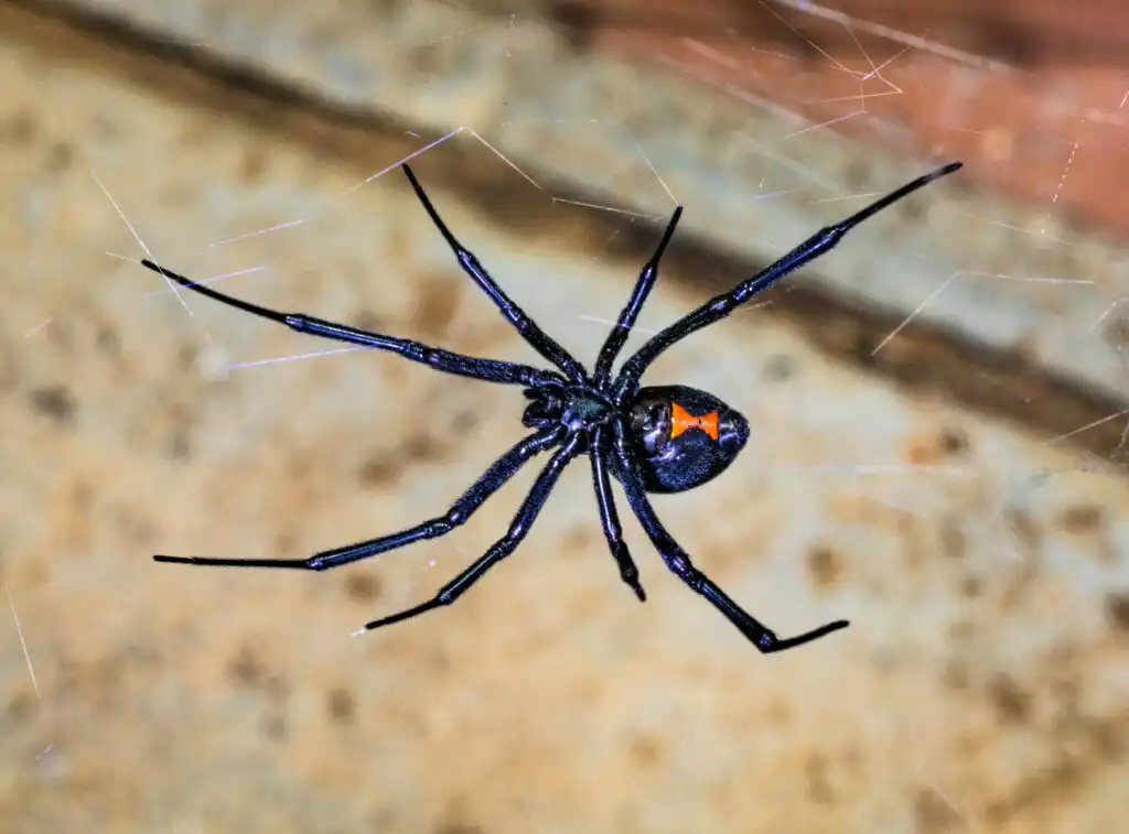 Black Widow Spider