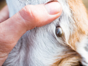 tick on a dog