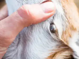 tick on a dog