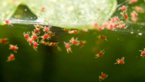 Clover Mites