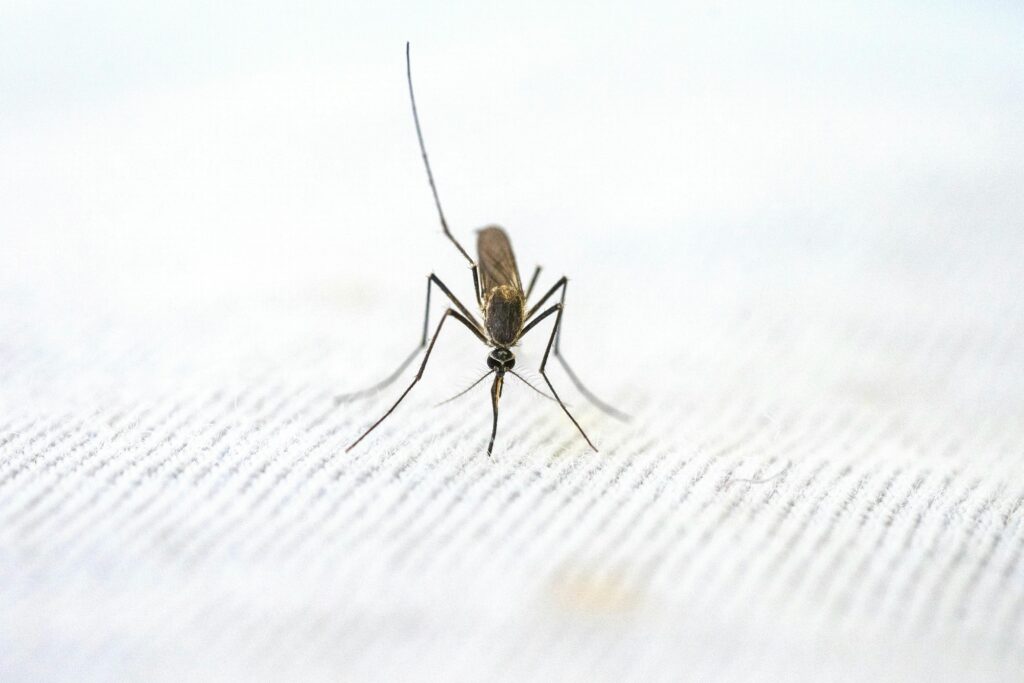 Tiny mosquito on white fabric