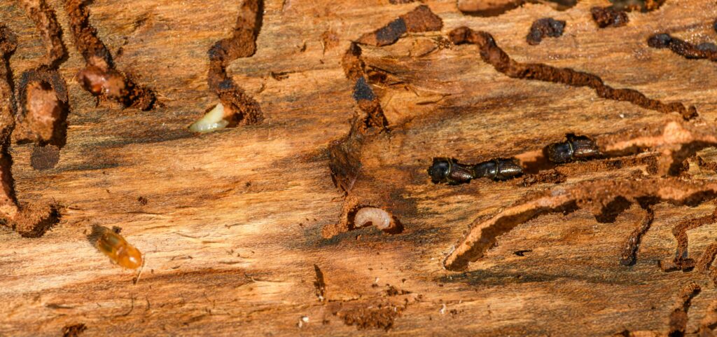 Termites burrowing through wood