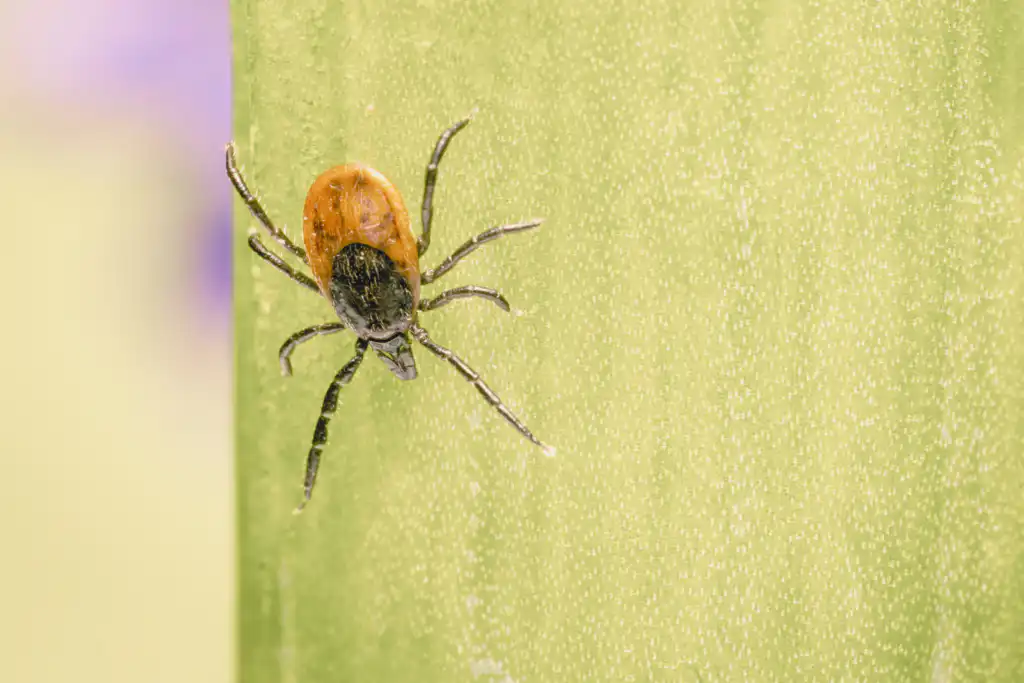 Brown tick against a green leaf
